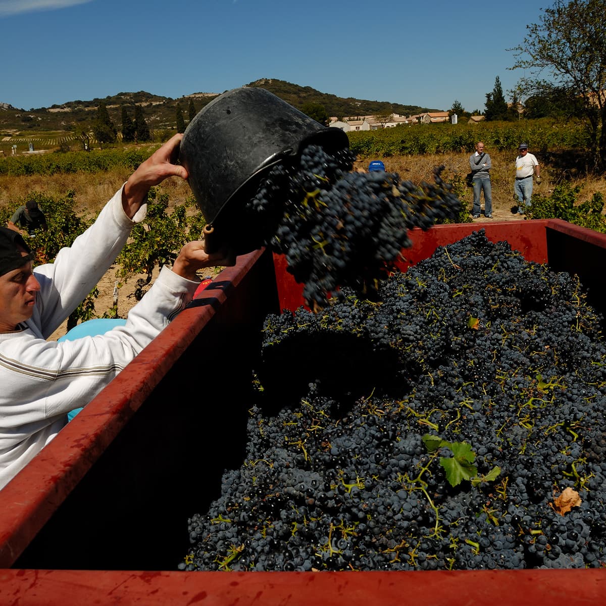 Terroir paysage vins Tavel