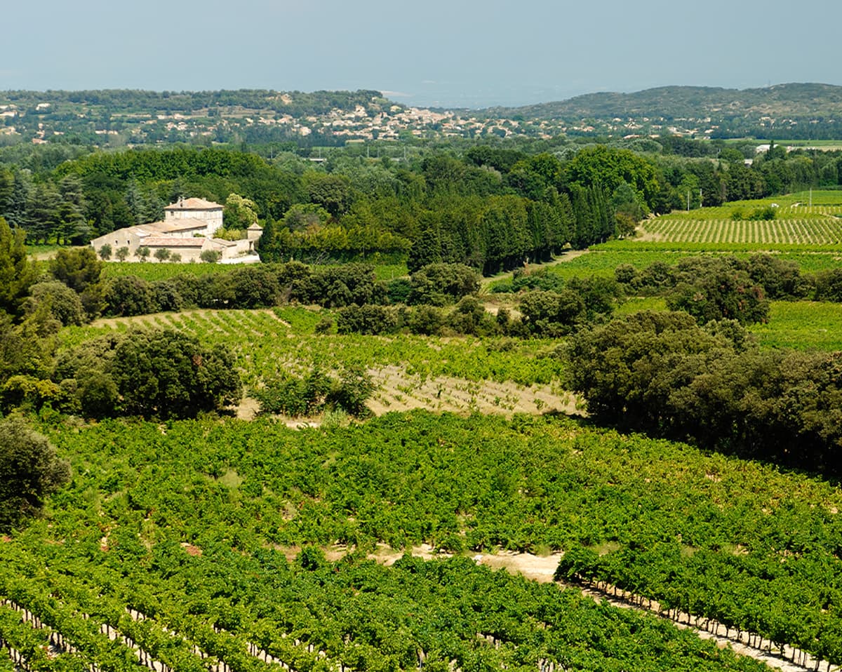 paysage vignes Tavel