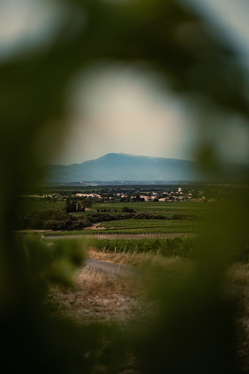 Grappe de raisin cru terroir Tavel