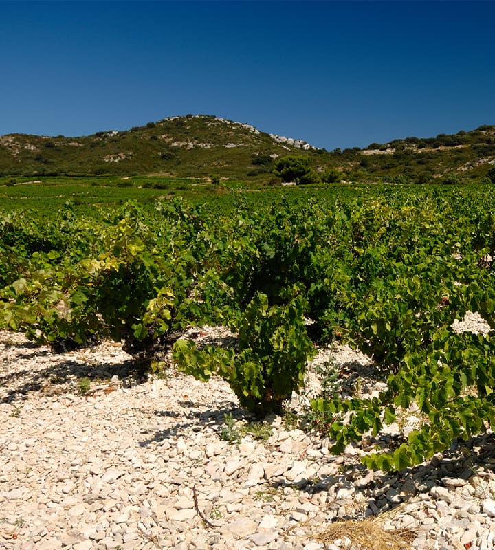 Paysage terroir vins Tavel