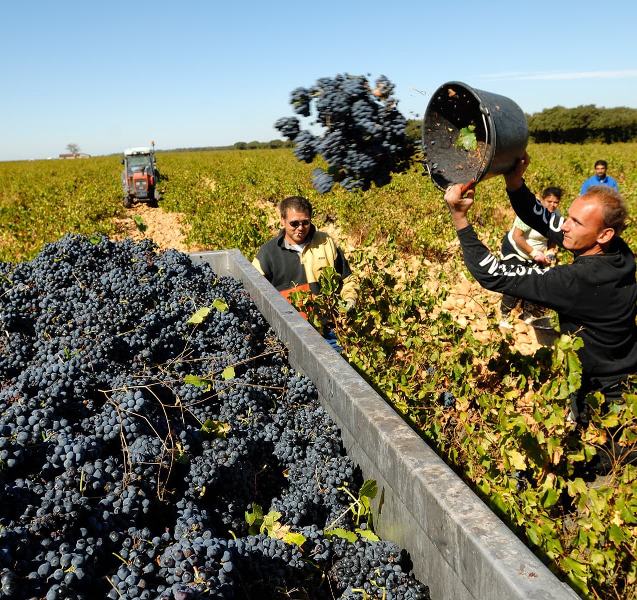 paysage vignes Tavel